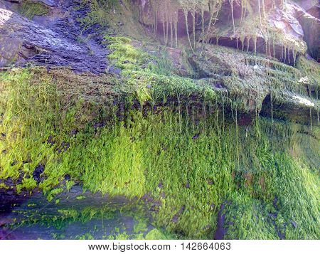 Moss Covered Cliff Face in Runswick Bay in North Yorkshire