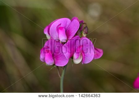 Flowers of the flat pea (Lathyrus sylvestris)