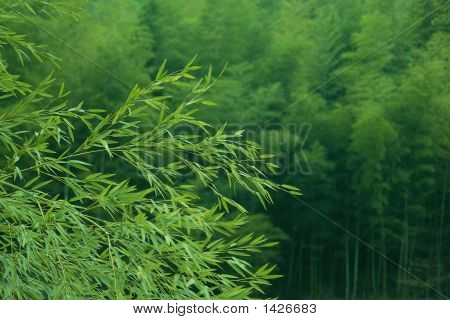竹