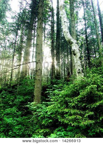 foresta