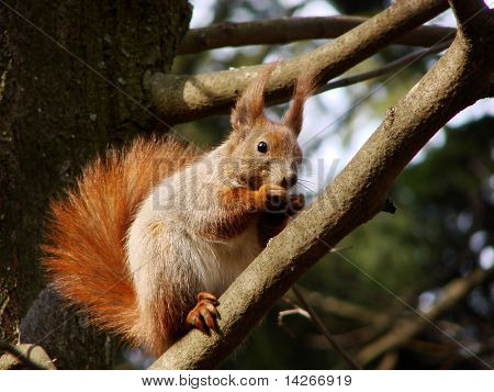 squirre