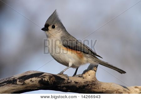 Potápivých Titmouse
