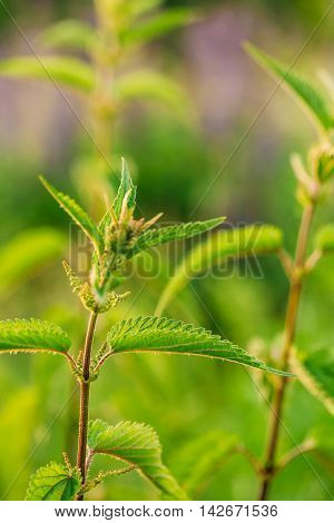 The Twig Of Wild Plant Nettle Or Stinging Nettle Or Urtica Dioica In Summer Spring Field At Sunset Sunrise. Close Up, Detail, At Green Background