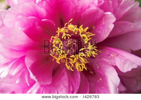 芽