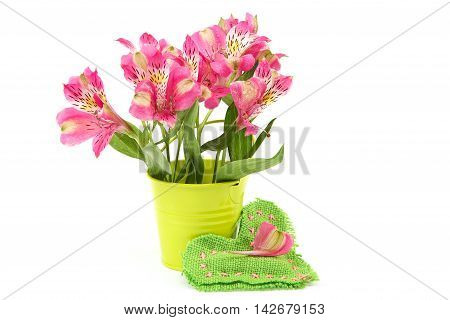 Pink lily flowers in a bucket and cushion-heart isolated on white background.