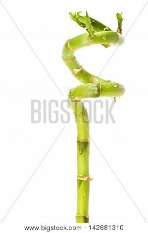 Branch of fresh green bamboo isolated on white background.
