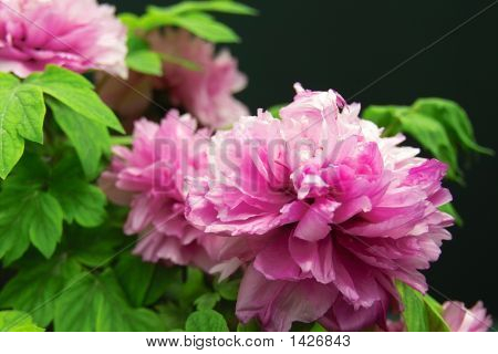 Peony3