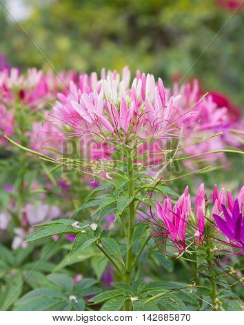 Pink spider flower(Cleome hassleriana) in the garden