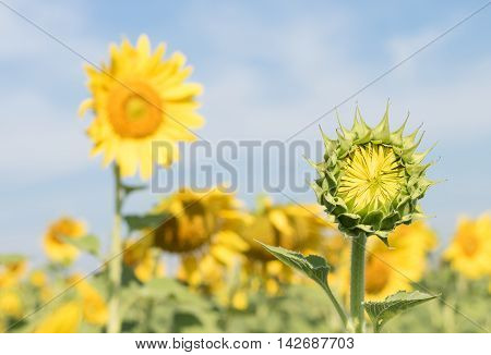 Sunflower Growth And Blooming In Field