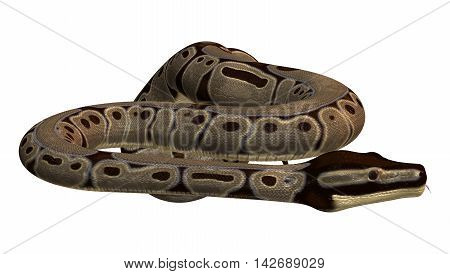 3D Rendering Ball Python On White