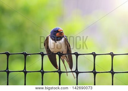 Swallow on a plastic grid, man and nature, rainy weather, bright colors with sunny hotspot