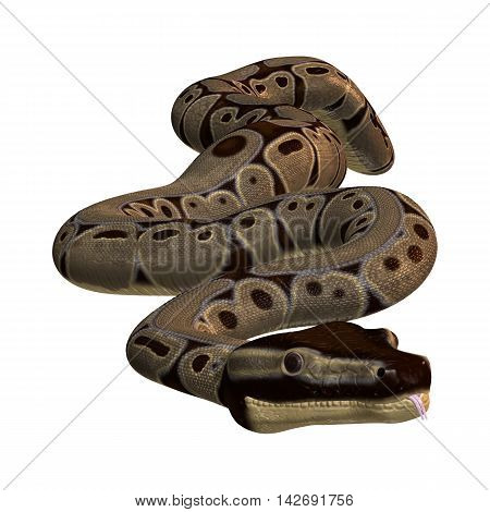 3D Rendering Ball Python On White