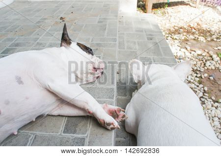 two sleeping dogs on the floorFrench bulldog
