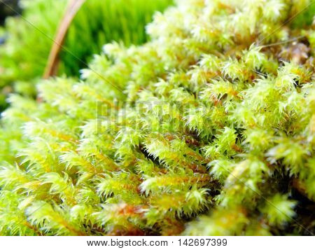 Moss green fresh macro. Plant the moss covering the stones. Soft plant of the North.