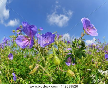 Summer meadow with flowers Geranium pratense in sunny day.