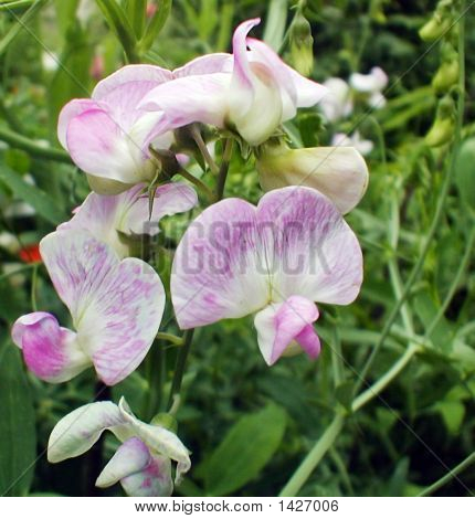 Sweet Peas