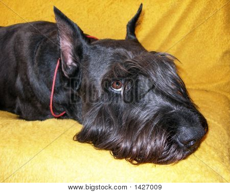 Black_Dog