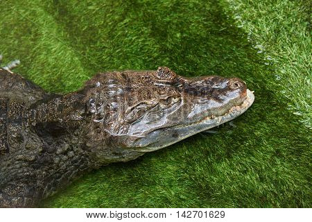 Crocodile (Latin - Caiman crocodilus) stuck his head out of the water