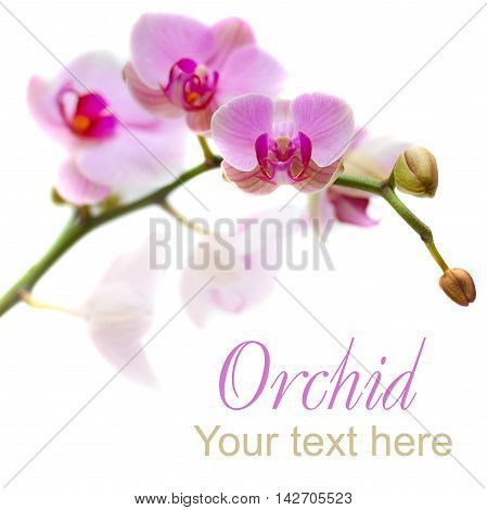 Pink orchid isolated on white background (shallow depth of field)