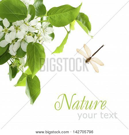 Nature Concept - Background with Green Leaves and Dragonfly Isolated
