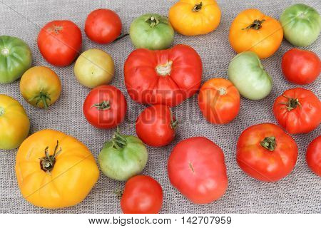 Tomato harvest. A tightly woven linen as a background