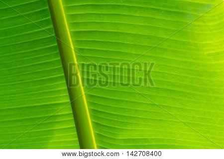 Blur banana leaf pattern background. Nature background.