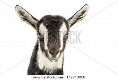 little goat animal isolated on white background