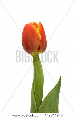red Tulip flower isolated on white background