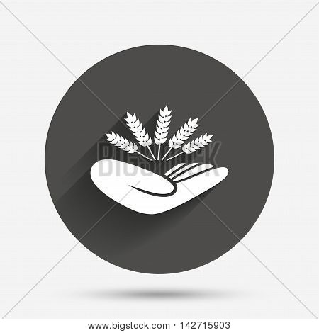 Agriculture insurance sign icon. Hand holds wheat. Protection against crop failure and drought. Circle flat button with shadow. Vector