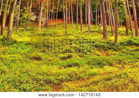 afternoon situation in summer pine forest in the shade with blueberries in tourist area Machuv kraj in czech landscape