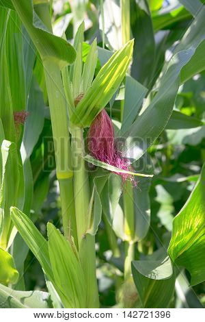 ripe corn cob on the green summer field