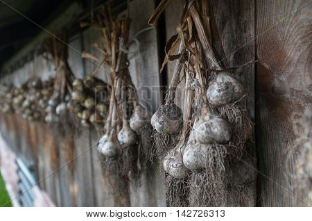 Drying onions haning on the wooden wall.