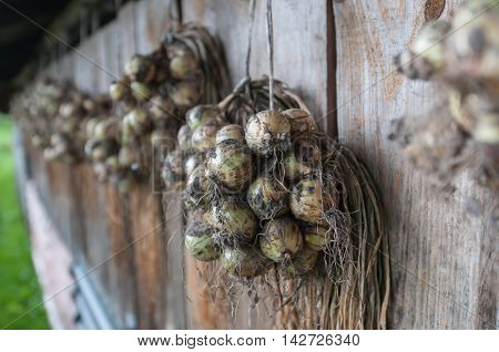 Drying onions haning on the wooden wall.