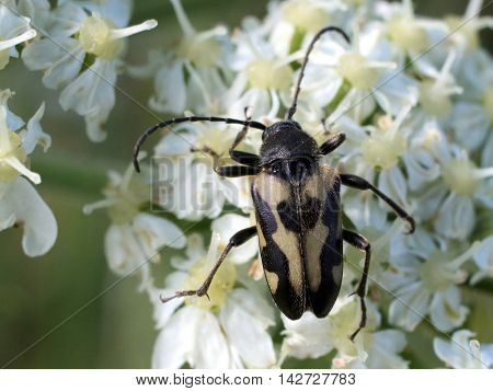 A Judolia instabilis flower beetle on Cow Parsnip flowers