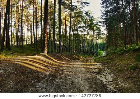 empty road in the evening pine forest with the last rays of the sun in the tourist area Machuv kraj in czech landscape