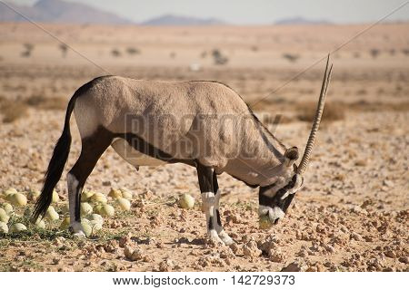 Oryx With Desert Melon In Mouth.