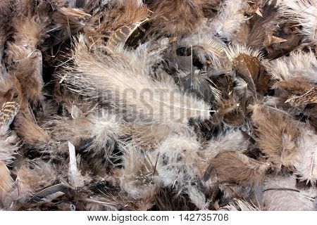 Feathers background. Clean chicken feathers, white gray brown feathers