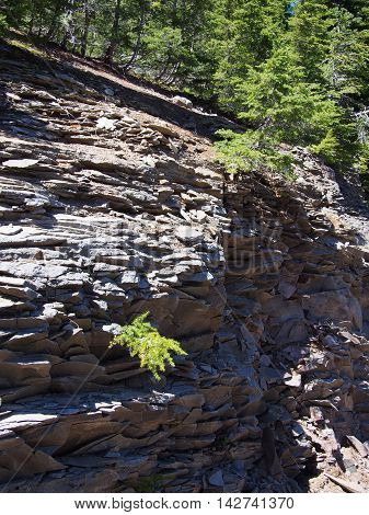 Rugged layers of jagged rock in Crater Lake National Park somehow still support life.