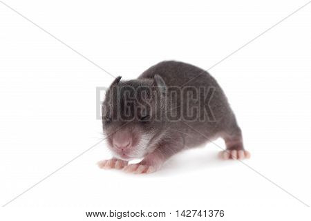 Gambian pouched rat cub, Cricetomys gambianus, isolated on white background