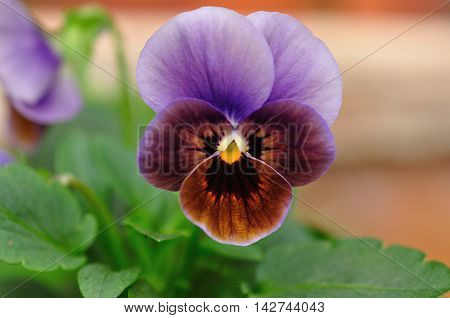 A beautiful purple pancy in a garden