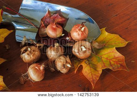 Crocus corms ready for a fall planting.