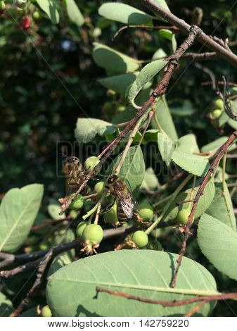 Two bees on apple branches during swarming