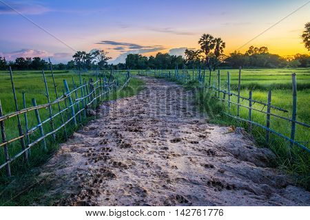 Landscape of soil road with spoor animals and bamboo in nature around Jasmine rice and toddy palm tree in twilight time sun light to the ground at countryside Thailand