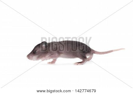 Gambian pouched rat cub, Cricetomys gambianus, isolated on white background