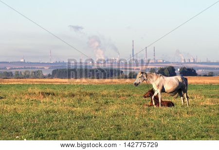 Horse With A Foal