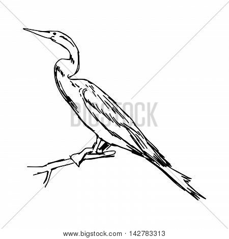 illustration vector hand drawn sketch of African Darter isolated on white background