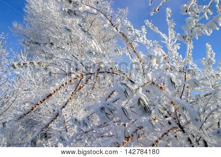Buckthorn Branches With Hoarfrost