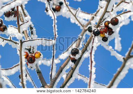 Buckthorn Branches With Hoarfrost