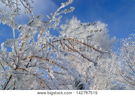 Buckthorn Branches With Hoarfrost