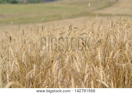 ripe rye field in anticipation of a farmer harvesting